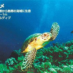 商品画像:<Too>バックライトフィルム FP-M] (表打ちタイプ) / 1118mmx30m IJR44-51PD